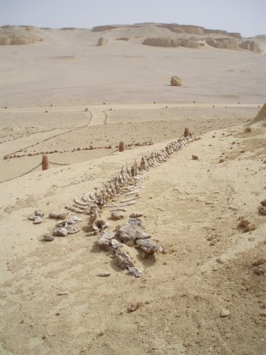 Whale bones in Egyptian desert