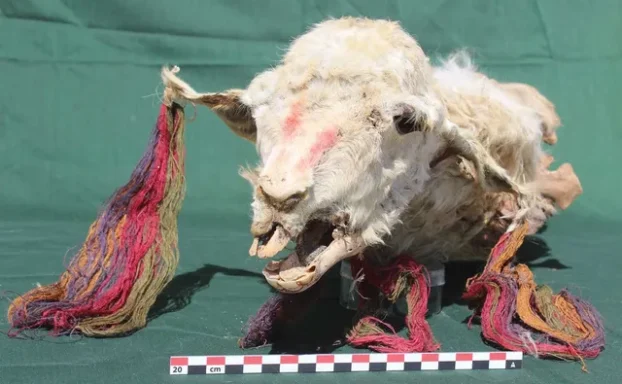 Mummified llamas, sacrificed to the gods by Incas, uncovered by archaeologists in Peru