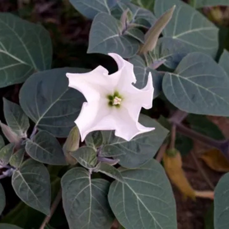 The site of Cerro Quemado Man walks around he site of Cerro Quemado.